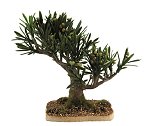 Olive Tree with Olives<br>15 cm in Height